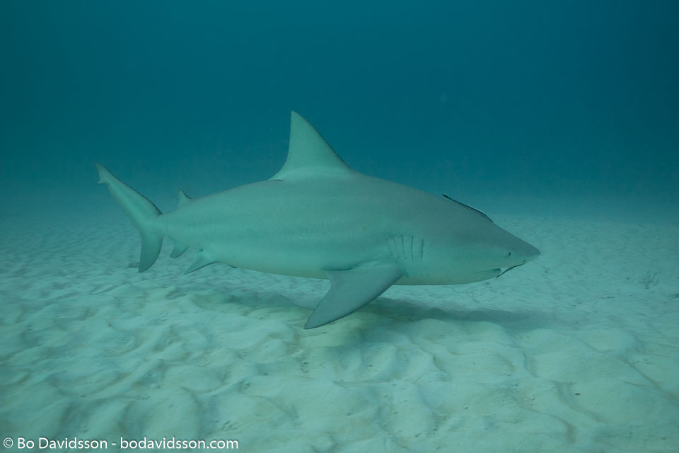 BD-101205-Playa-del-Carmen-2642-Carcharhinus-leucas-(Müller---Henle.-1839)-[Bull-shark.-Tjurhaj].jpg